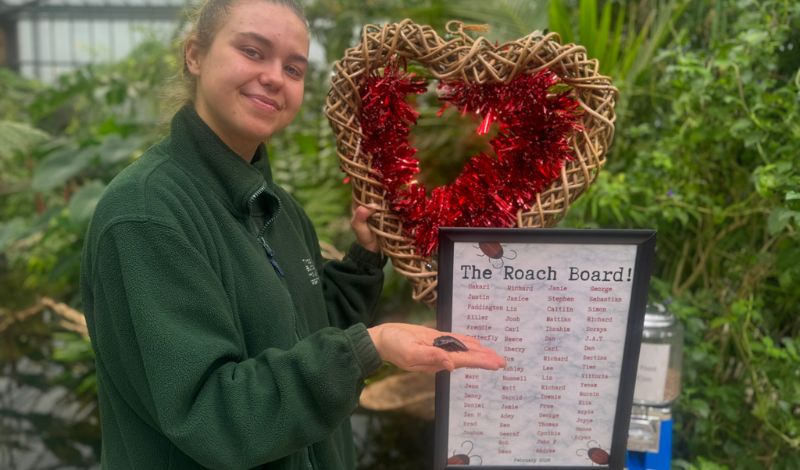 Our Valentine's 'Roach Board' reveal! article image